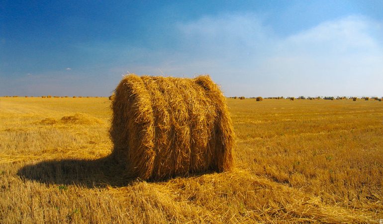 Сон, де сниться сіно: пояснення по соннику прибирання в стіг або пакування в тюки, збір соломи