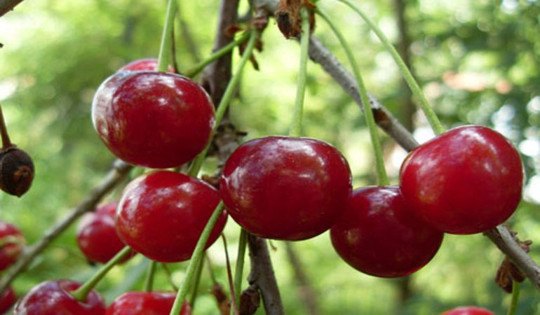 Сон, де сниться вишня: загальний зміст, тлумачення того, що означає збирати, їсти ягоди або бачити вишневе дерево