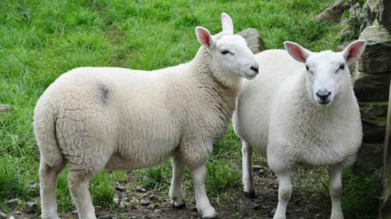 Сон, де сняться вівці: жінці та чоловікові, біля будинку і на лузі, тлумачення за різними сонникам