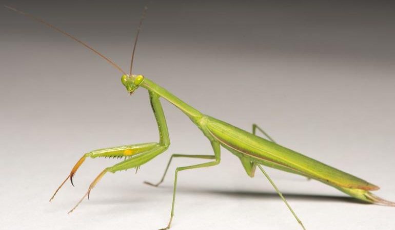 Сонник богомол: до чого сниться комаха, що передбачають такі нічні бачення