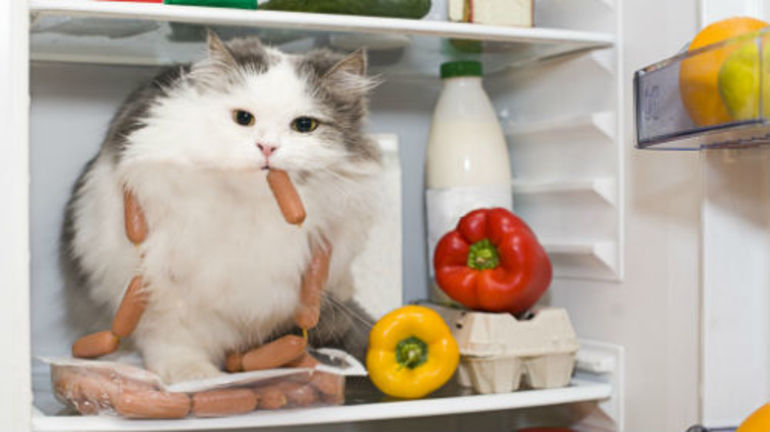 Сонник: чому може приснитися новий порожній холодильник, в якому немає їжі