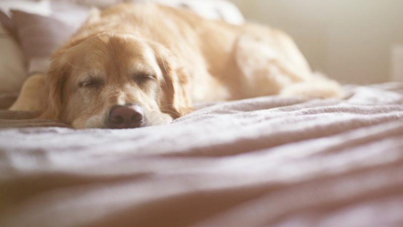 Сонник до чого сниться бити собаку уві сні для чоловіка або жінки