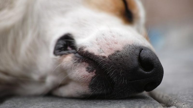 Сонник мертва собака: трактування деталей сновидіння