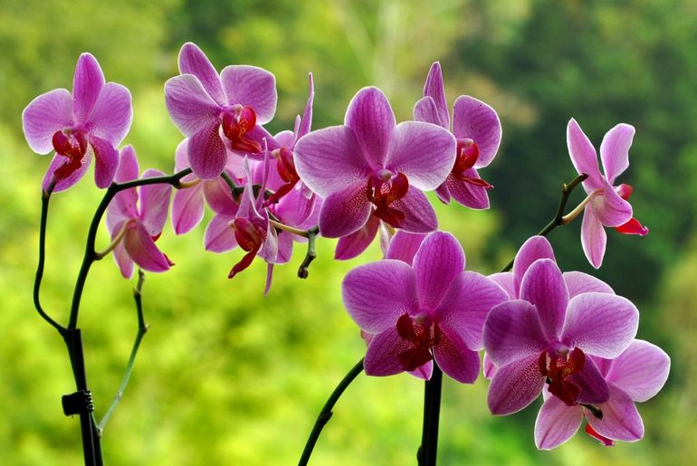 Сонник про орхідеї: чому сниться квітуча рослина в горщику або без, роз’яснення сну для чоловіків і жінок