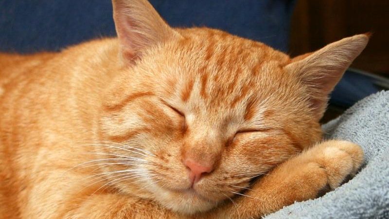 Сонник руда кішка: до чого сниться тлумачення сну