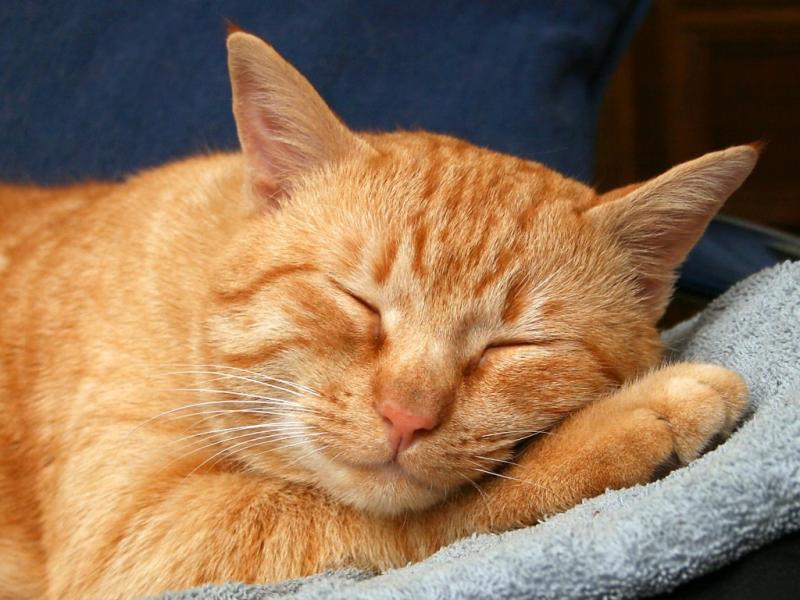 Сонник руда кішка: до чого сниться тлумачення сну