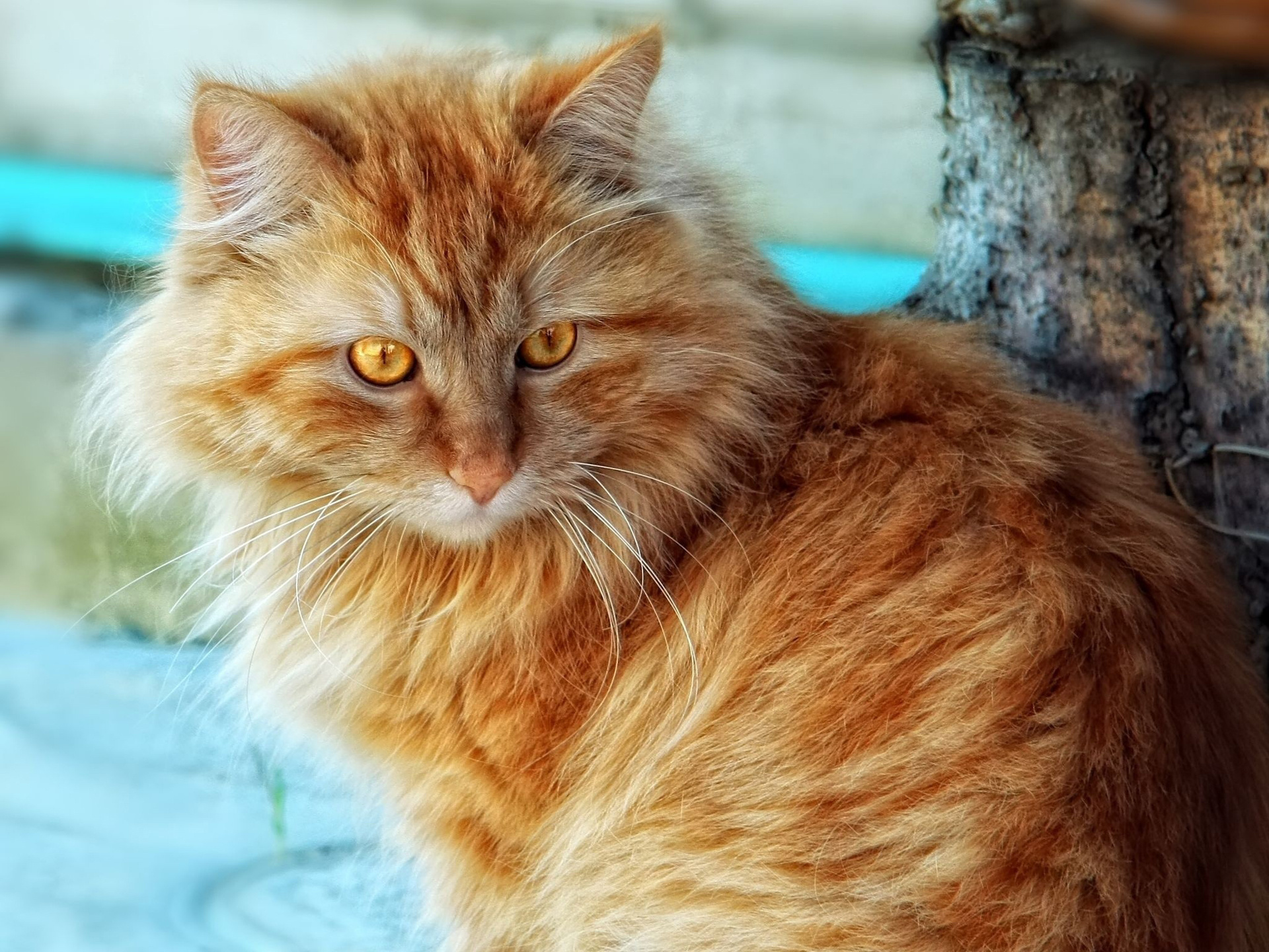 Сонник руда кішка: до чого сниться тлумачення сну