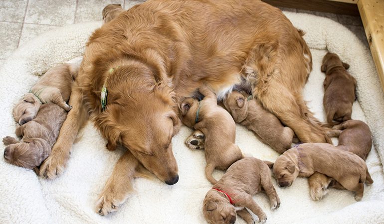 Сонник – якщо собака ощенилася: що віщують нічні марення, трактування бачення відомими провісниками