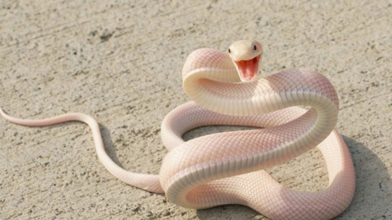 Тікати від змії уві сні: тлумачення по сонникам, до чого сниться бігти заміжній жінці, розміри та вид тварини