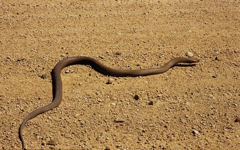 Тікати від змії уві сні: тлумачення по сонникам, до чого сниться бігти заміжній жінці, розміри та вид тварини