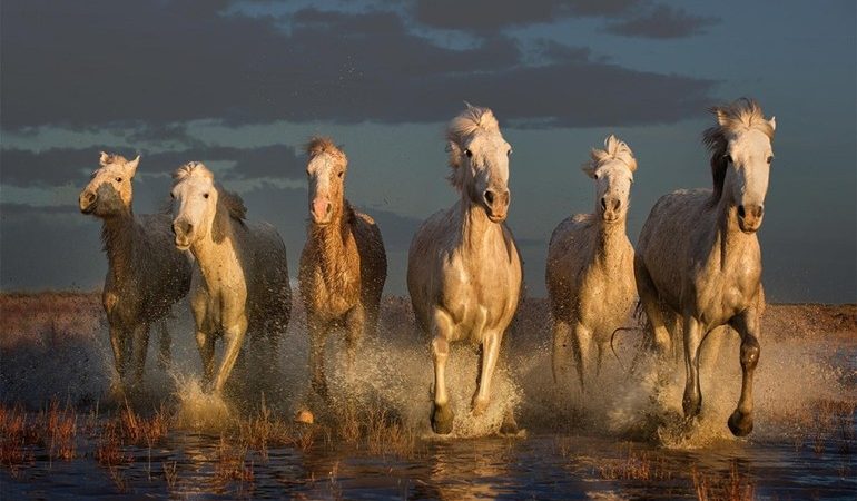 Табун біжать коней у сні: до чого сниться такий сон за різними сонникам для чоловіків і жінок