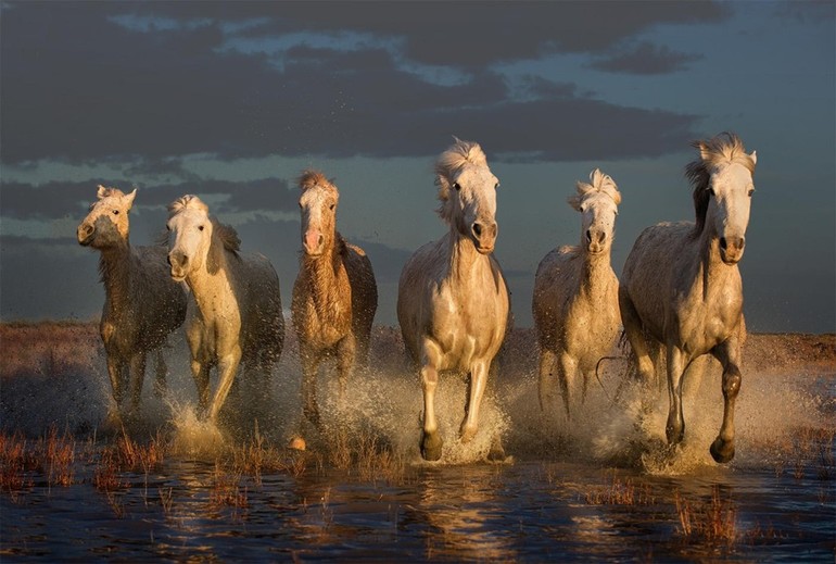 Табун біжать коней у сні: до чого сниться такий сон за різними сонникам для чоловіків і жінок
