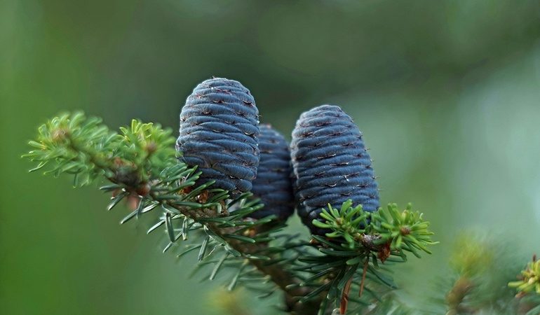 Тлумачення сновидінь по сонникам: до чого сняться кедрові шишки, ялинові, на тілі