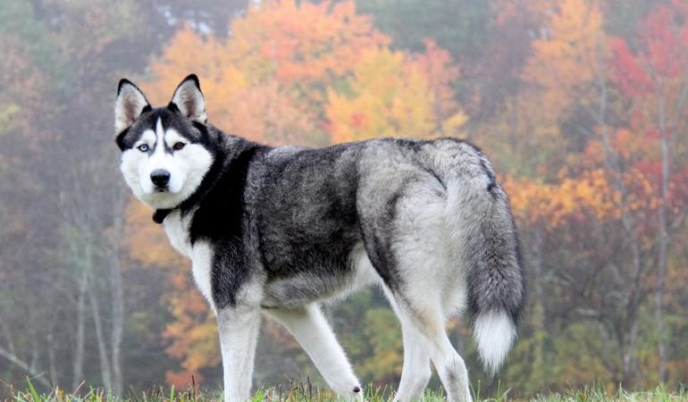 Тлумачення сну, де сниться хаскі: колір собаки, поведінку тварини, передбачення сонник Ванги