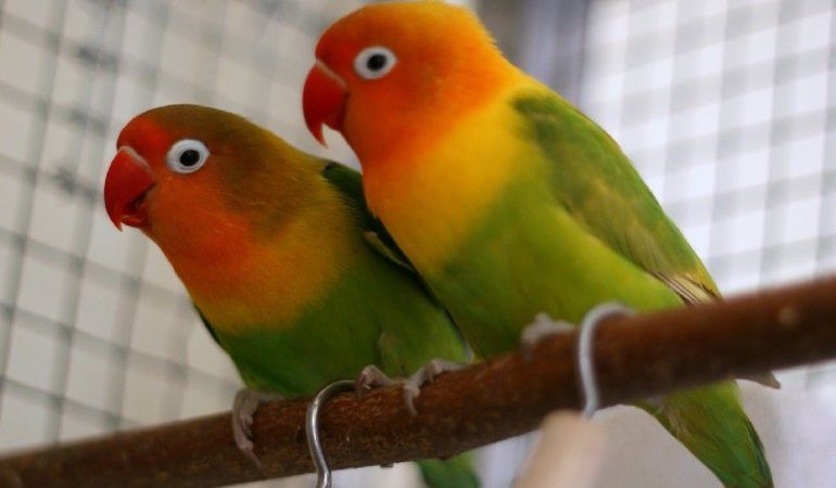 Тлумачення за сонником, до чого сниться папуга: великий і маленький, білий і різнобарвний