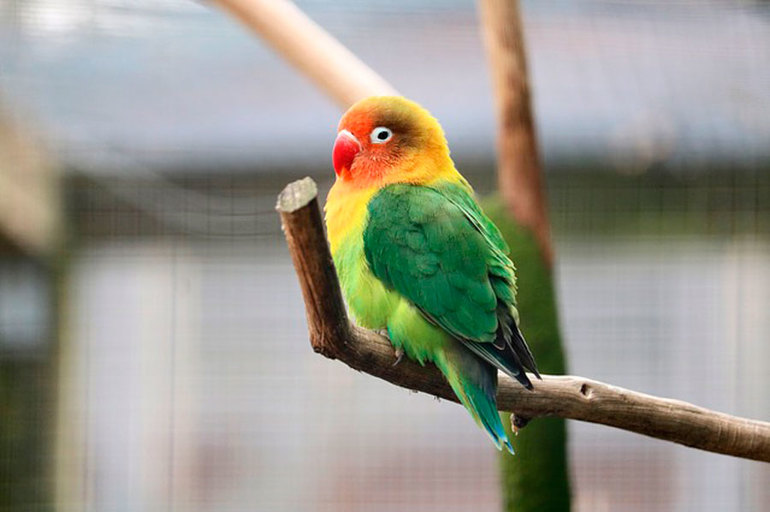 Тлумачення за сонником, до чого сниться папуга: великий і маленький, білий і різнобарвний
