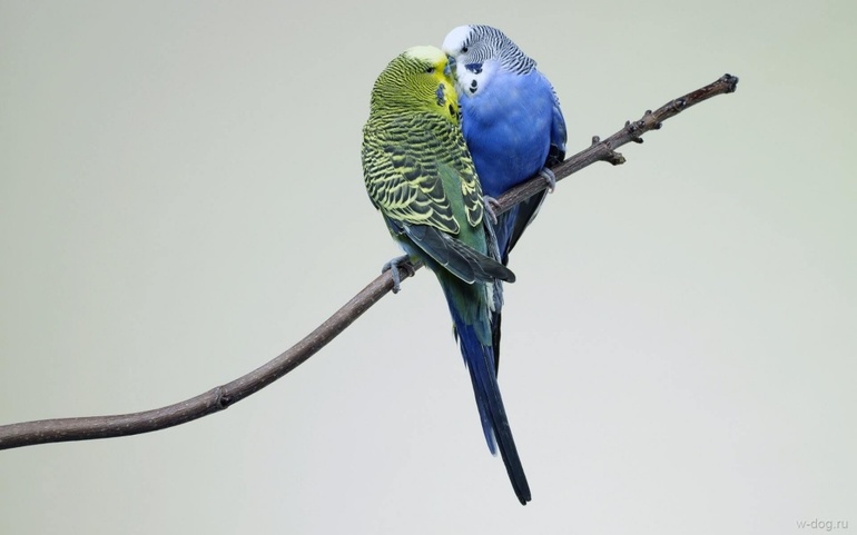 Тлумачення за сонником, до чого сниться папуга: великий і маленький, білий і різнобарвний