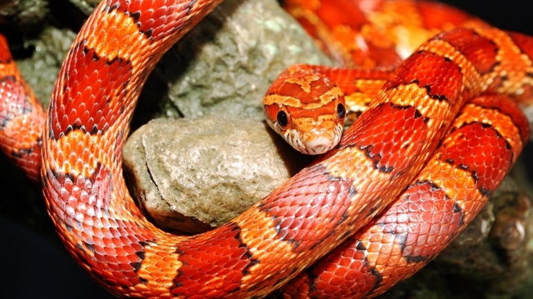 Трактування, чому сниться червона змія: тлумачення нічних бачень по сонникам для жінок і чоловіків