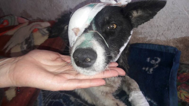 Трактування сну про те, чому сниться поранена собака