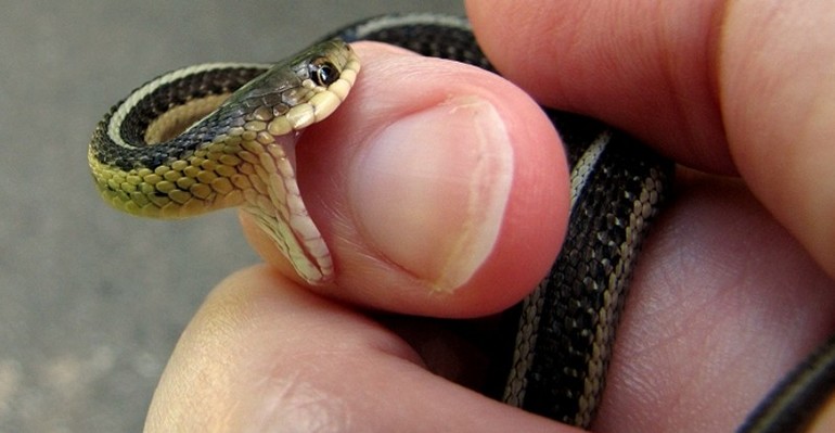 Тримати змію в руках у сні: варіанти тлумачення по сонникам