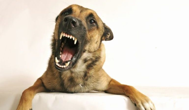 Уві сні вкусила собака: до чого сниться, коли кусає жінку, чоловіка або дитину