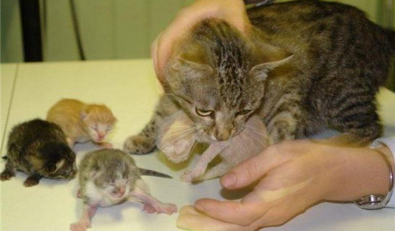 Відомі сонники: до чого топити кошенят у сні, що означає сон, в якому сняться втоплені тварини