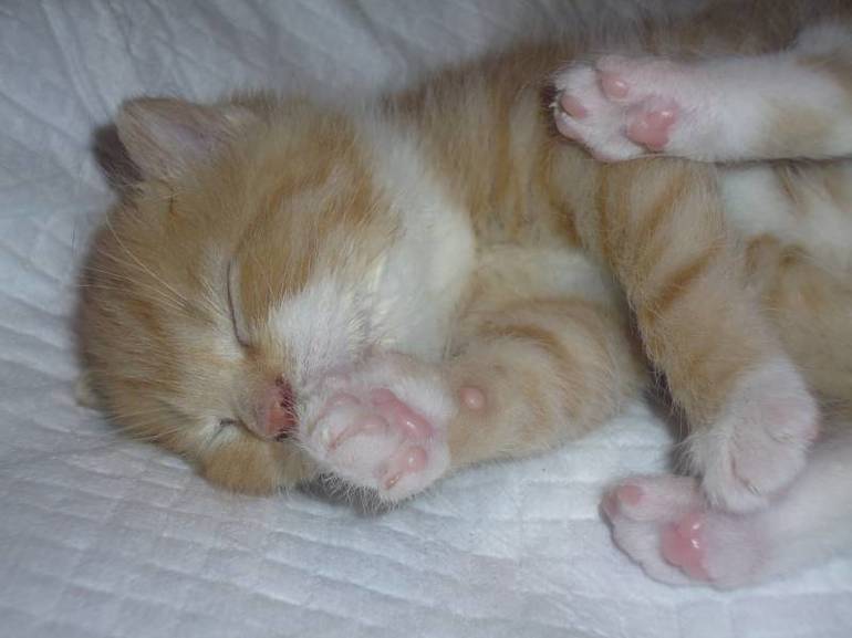 Відомі сонники: до чого топити кошенят у сні, що означає сон, в якому сняться втоплені тварини
