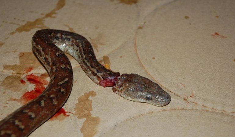 Відрубати голову змії: до чого сниться такий сон, тлумачення відомих сонників