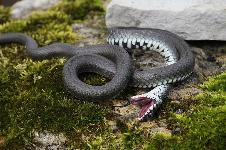 Вбити змію у сні: тлумачення з різних сонникам, що означає розрубати своїми руками велика плазун