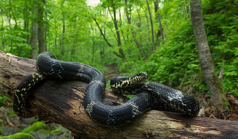 Велика змія уві сні: тлумачення по сонникам, значення сновидінь для чоловіків і жінок