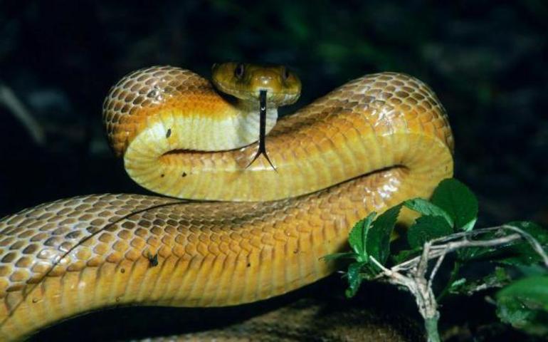 Велика змія уві сні: тлумачення по сонникам, значення сновидінь для чоловіків і жінок