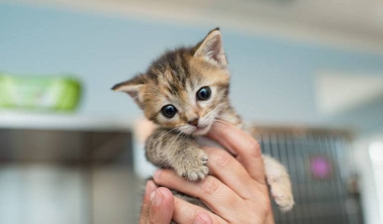 Врятувати кошеня у сні: значення сну про порятунок кішки по соннику, трактування залежно від обставин