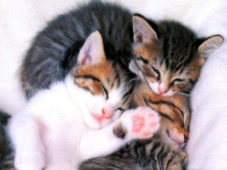 Врятувати кошеня у сні: значення сну про порятунок кішки по соннику, трактування залежно від обставин