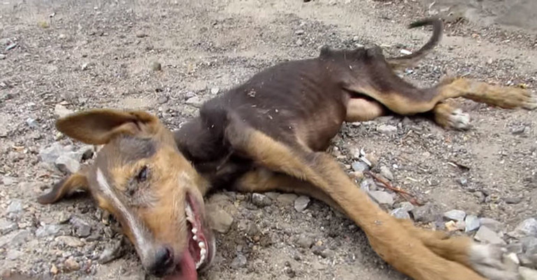 Врятувати собаку по соннику: до чого сниться порятунок потопаючого, палаючого або впав у яму тварини