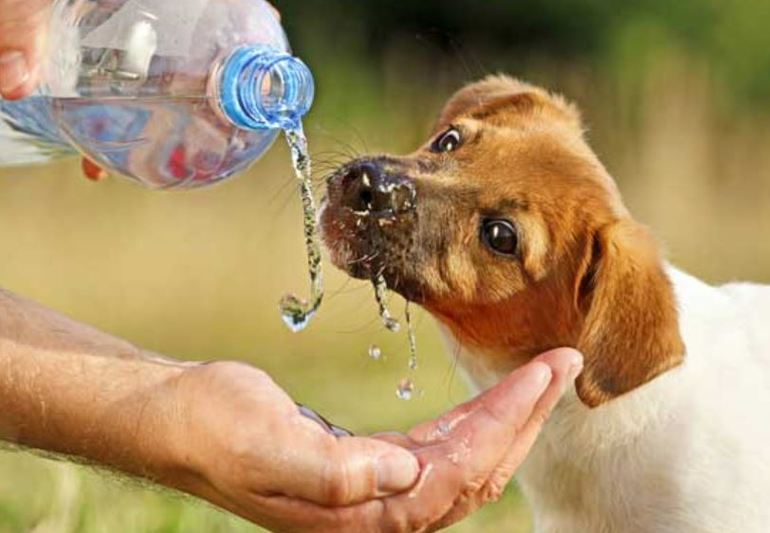 Врятувати собаку по соннику: до чого сниться порятунок потопаючого, палаючого або впав у яму тварини