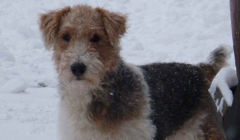 Втратити собаку по соннику: до чого сниться шукати її, що це означає для жінок, як трактування залежить від породи