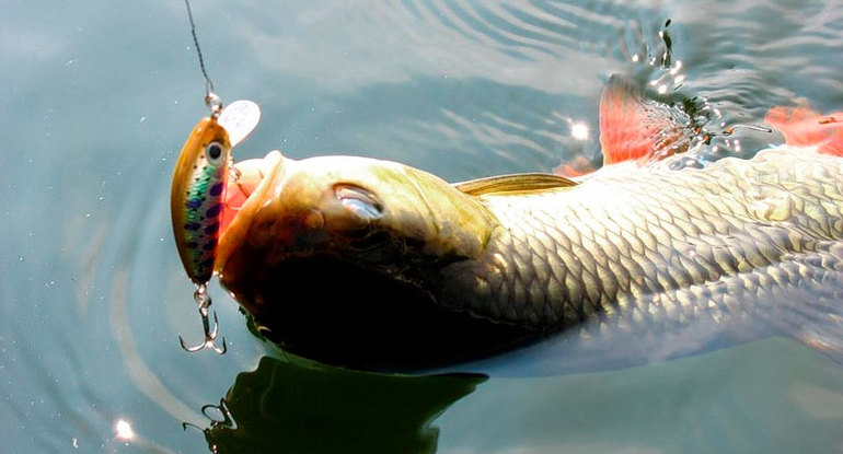 Зловити велику рибу у сні: тлумачення по сонникам для жінок і чоловіків