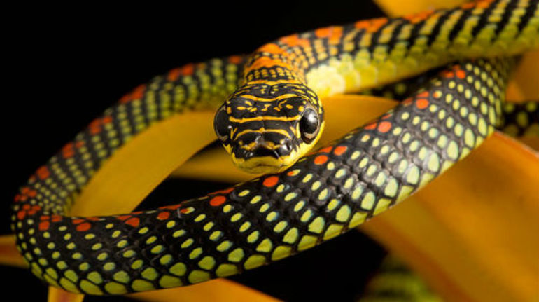 Змії нападають: трактування сну з урахуванням кольору і розміру рептилії, значення для чоловіків і заміжніх жінок, тлумачення по сонникам