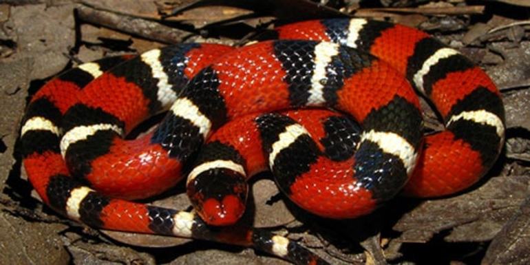 Змії нападають: трактування сну з урахуванням кольору і розміру рептилії, значення для чоловіків і заміжніх жінок, тлумачення по сонникам