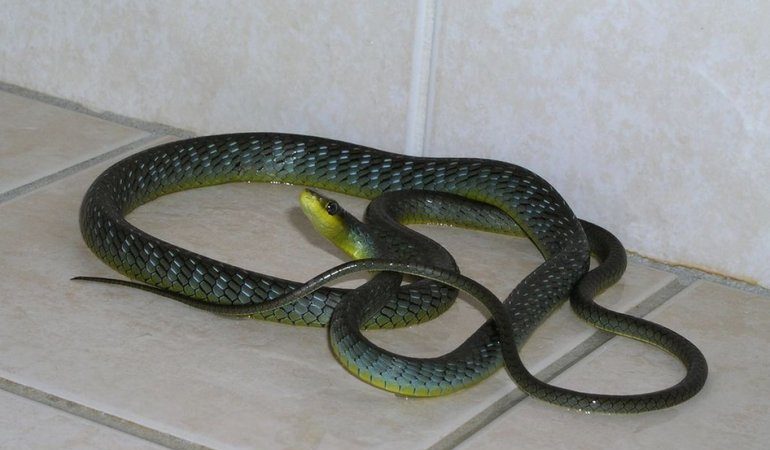 Змія в будинку по сонникам езотериків: значення великих і маленьких рептилій в нічних видіннях жінок і чоловіків