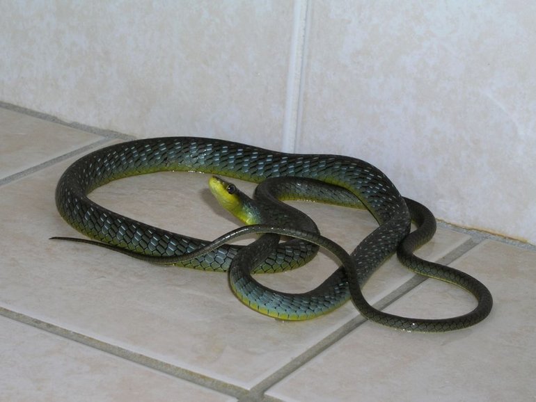 Змія в будинку по сонникам езотериків: значення великих і маленьких рептилій в нічних видіннях жінок і чоловіків