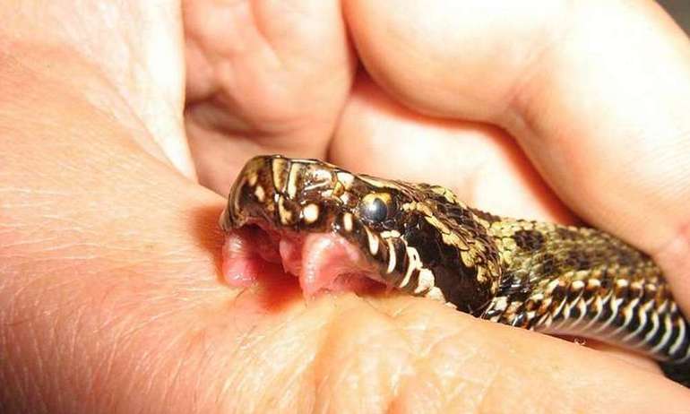 Змія в будинку по сонникам езотериків: значення великих і маленьких рептилій в нічних видіннях жінок і чоловіків
