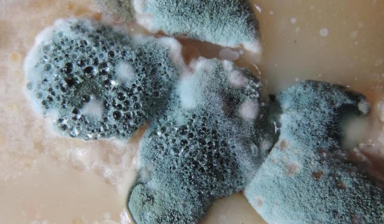 Значення, до чого сниться цвіль: трактування по сонникам, якщо бачити грибок на продуктах або стінах