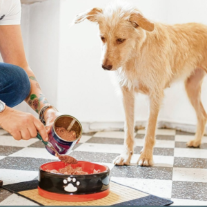 Чутливе травлення у собак: як обрати правильний раціон
