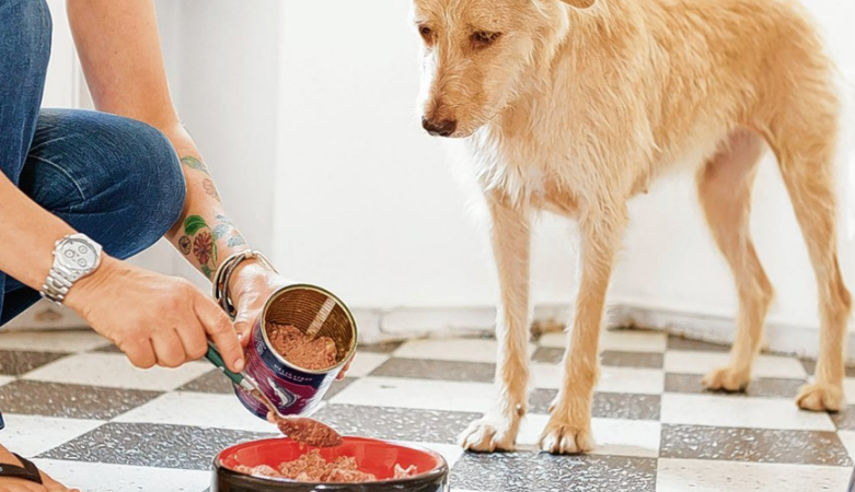 Чутливе травлення у собак: як обрати правильний раціон