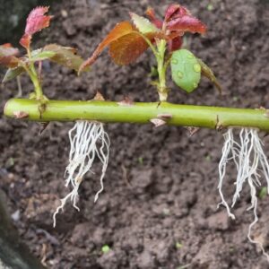 Как посадить розы из букета