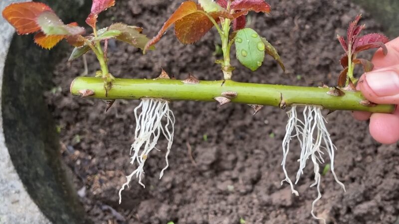 Как посадить розы из букета