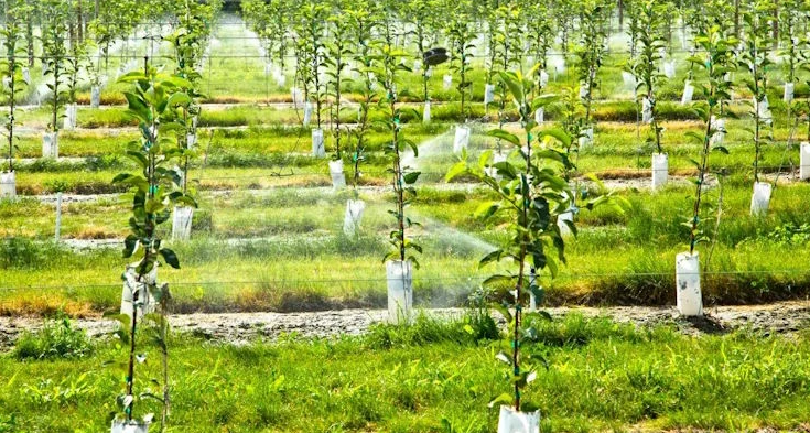 вибір колоновидних яблунь